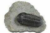 Beautiful Morocops Trilobite - Ofaten, Morocco #348433-1